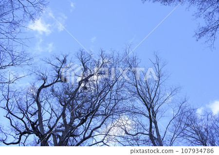 冬天的原始森林 107934786