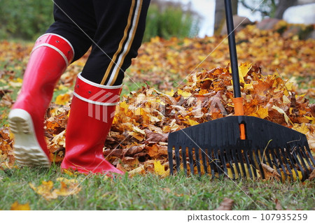 Woman cleaning up fallen leaves with rake, outdoors. Autumn work 107935259