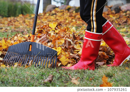 Woman cleaning up fallen leaves with rake, outdoors. Autumn work 107935261