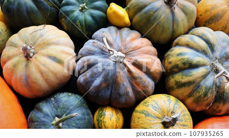 Colorful varieties of pumpkins and squashes. Color gradient background 107935265