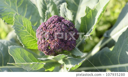 Healthy home grown food, Purple sprouting broccoli in garden. 107935280