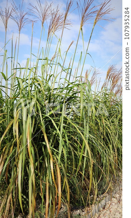 A clump of giant miscanthus grass with flowers against the sky in autumn 107935284