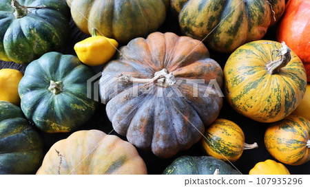 Colorful varieties of pumpkins and squashes. Color gradient background Colorful varieties of pumpkins and squashes. Color gradient background 107935296