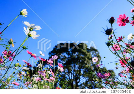 Cosmos Cosmos 107935468