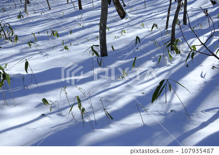 Snow country park on a sunny day in winter 107935487