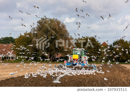 Big flock of hungry seagulls birds following modern tractor agricultural machine at farm field sowing earth or prepare soil planting seeds. North european farmland rural landscape 107935511