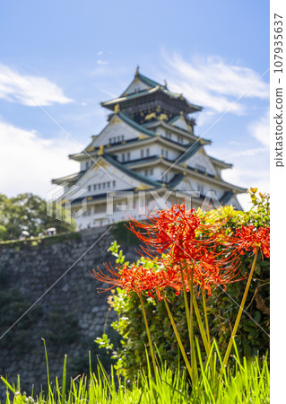大阪城塔與紅蜘蛛百合 107935637