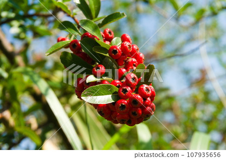 紅杉果實 紅杉果實 107935656