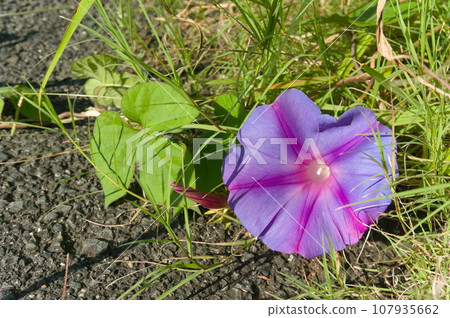 Noa Sagao flowers Noa Sagao flowers 107935662