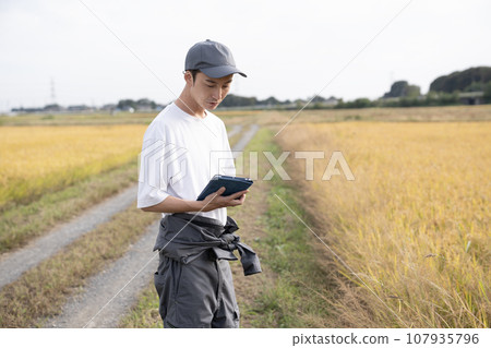 A male rice farmer managing golden rice ears with a tablet 107935796