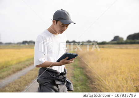 A male rice farmer managing golden rice ears with a tablet 107935799