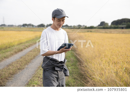 A male rice farmer managing golden rice ears with a tablet 107935801