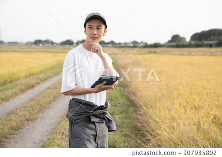 A male rice farmer managing golden rice ears with a tablet 107935802