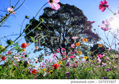 鹿兒島都市農業中心的多彩宇宙 107935807