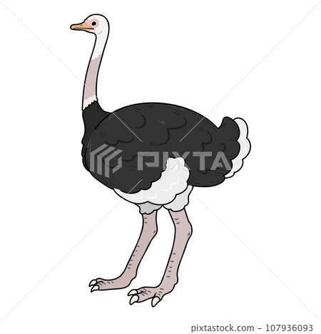 Simple and cute hand-drawn illustration of an ostrich with main lines Simple and cute hand-drawn illustration of an ostrich with main lines 107936093