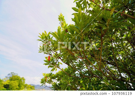 Blue sky and leaves 107936119
