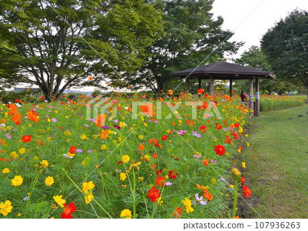 Colorful cosmos field at Hadano Togawa Park Colorful cosmos field at Hadano Togawa Park 107936263
