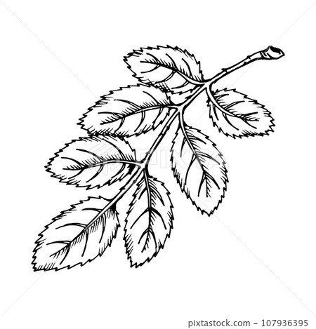 Graphic illustration of rosehip. Vector monochrome clip art of Wild rose. Outline linear hand drawn floral design element. Sketch Dog-rose, briar, brier, eglantine, canker-rose for logo, wedding print 107936395