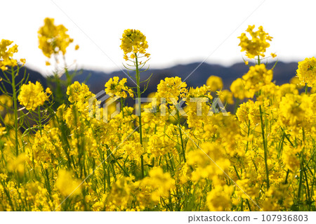 Iwai, Iwata City, Shizuoka Prefecture The scenery around the canola flowers and Okegaya Marsh 107936803