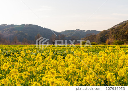 靜岡縣岩田市岩井 油菜花和桶谷濕地周圍的風景 107936953
