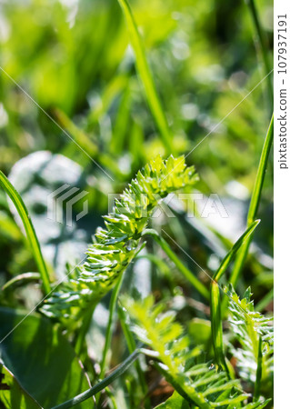 Young green blades of grass close up 107937191