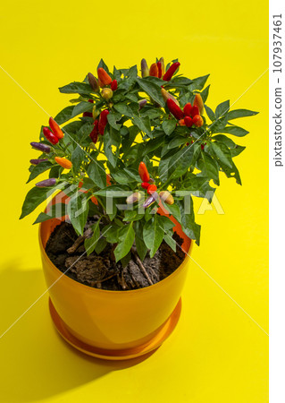 Bush of indoor decorative paper on a yellow background, top view 107937461