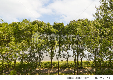some trees in the middle of a grassy area with blue sky and white clouds above them, on a sunny day 107937463