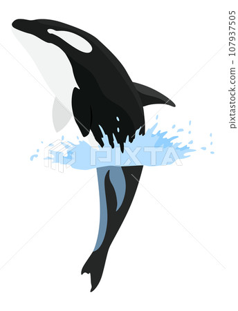 Orca animation in water. Cartoon animal design.... - Stock Illustration ...