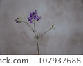 Purple flower at gray wall background. 107937688