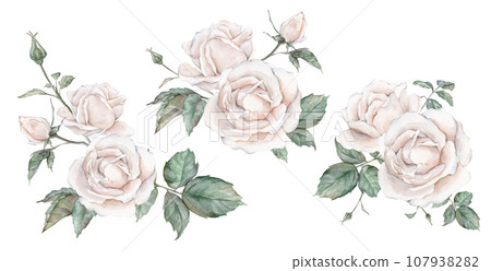 Set elements of white rose, collection garden flowers, leaves. Clipart watercolor hand painting illustration on isolate white background. For bouquets, wreaths, wedding invitations, anniversary 107938282