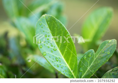 Green leaves 107938292