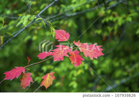 autumn color leaves autumn color leaves 107938626