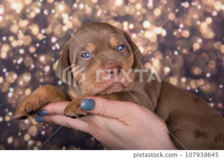 Louisiana Catahoula Leopard Dog puppy portrait on holiday background 107938645