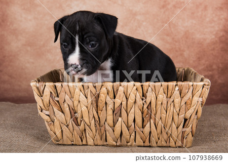 Cute small American Staffordshire Terrier dog or AmStaff puppy on brown background 107938669