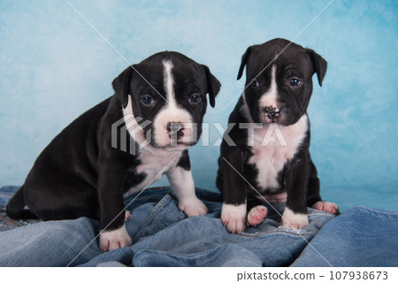 Two cute American Staffordshire Terrier dogs or AmStaff puppies on blue background 107938673