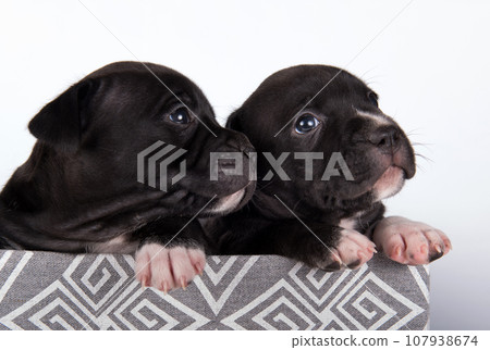 Cute small American Staffordshire Terrier dogs or AmStaff puppies on white background 107938674