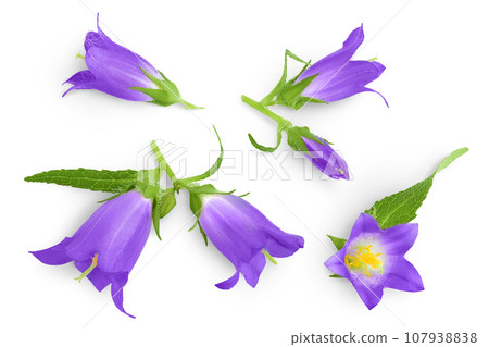 Campanula flower isolated on white background. Top view. Flat lay Campanula flower isolated on white background. Top view. Flat lay 107938838