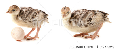 Chicken turkey with egg isolated on a white background 107938860