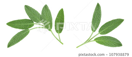 fresh sage herb isolated on white background with full depth of field, Top view. Flat lay fresh sage herb isolated on white background with full depth of field, Top view. Flat lay 107938879