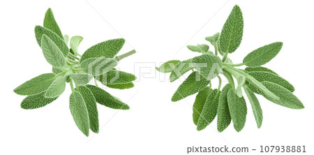 fresh sage herb isolated on white background with  full depth of field 107938881