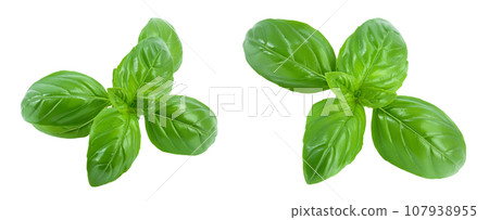 Fresh basil leaf isolated on white background with full depth of field Fresh basil leaf isolated on white background with full depth of field 107938955