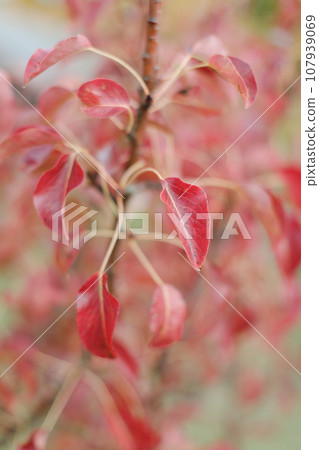 Red autumn leaves background, colored red foliage, abstract background. Vibrant and bold colors texture.Leaves pattern. Natural leaf shapes. Fall, garden, flowers,beauty concept Red autumn leaves background, colored red foliage, abstract background. Vibrant and bold colors texture.Leaves pattern. Natural leaf shapes. Fall, garden, flowers,beauty concept 107939069