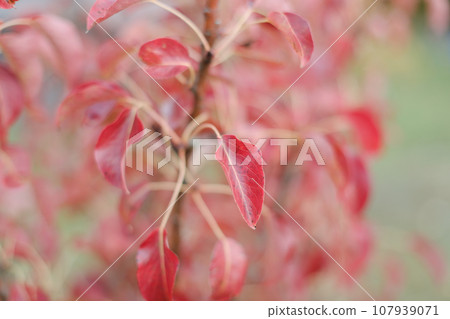 Red autumn leaves background, colored red foliage, abstract background. Vibrant and bold colors texture.Leaves pattern. Natural leaf shapes. Fall, garden, flowers,beauty concept Red autumn leaves background, colored red foliage, abstract background. Vibrant and bold colors texture.Leaves pattern. Natural leaf shapes. Fall, garden, flowers,beauty concept 107939071