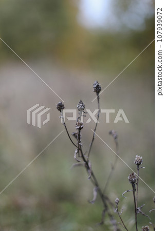 Close up of dry grass with thorns on blurred multicolored natural fall background. Autumn banner. Soft selective focus. Close up of dry grass with thorns on blurred multicolored natural fall background. Autumn banner. Soft selective focus. 107939072