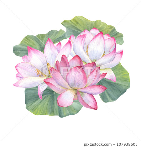 White pink Lotus Flowers among green Leaves. Water lily, Indian lotus, sacred lotus. Watercolor illustration. Hand drawn composition for poster, cards, logo, label 107939603