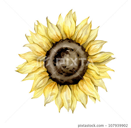 Watercolor autumn set with sunflowers. Hand painted rustic card isolated on white background. Floral illustration for design, print, fabric stationery, cosmetic, greeting card, social media, scrapbook Watercolor autumn set with sunflowers. Hand painted rustic card isolated on white background. Floral illustration for design, print, fabric stationery, cosmetic, greeting card, social media, scrapbook 107939902