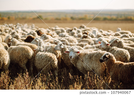 Sheeps on the meadow. Animals, nature. Sheeps on the meadow. Animals, nature. 107940067