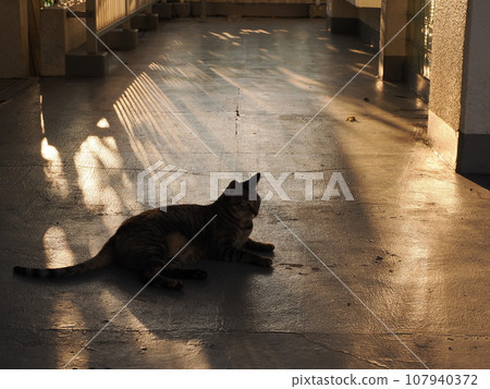 Deepening autumn landscape with cats Deepening autumn landscape with cats 107940372