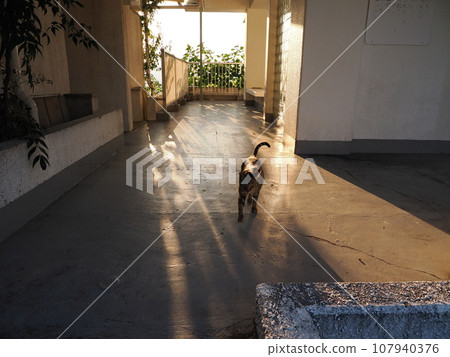 Deepening autumn landscape with cats Deepening autumn landscape with cats 107940376