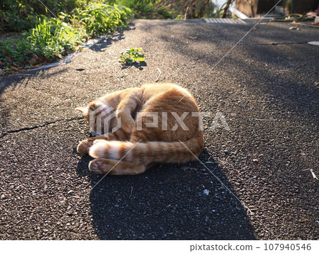 A cat stretches in the light of the deepening autumn sun A cat stretches in the light of the deepening autumn sun 107940546